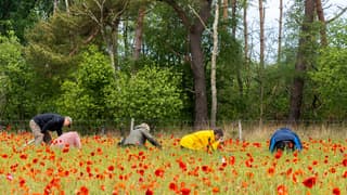 Deze fotoclub trotseert de regen om de klaprozen te fotograferen