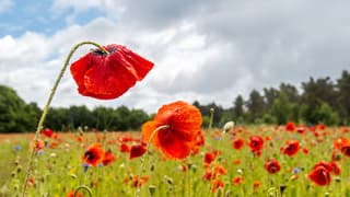 Zon afgewisseld met bewolking en regen wisselen elkaar in snel tempo af