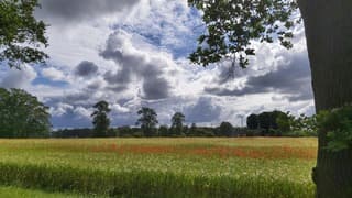 Donkere wolken boven veld met klaprozen. 