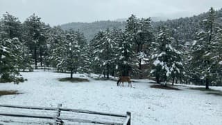 Lente in Evergreen, Colorado