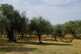 Italiaanse Bloemenriviera