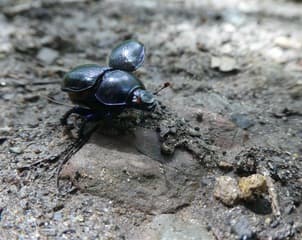 Mestkever in het bos: I believe I can fly