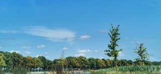 Het lijkt alsof de bomen al aan het verkleuren zijn 
