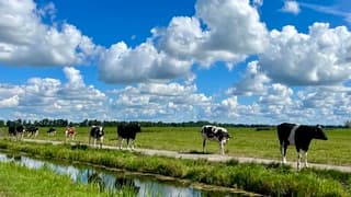 Hollands polderlandschap 