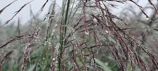 Dauwdruppels van de mist 