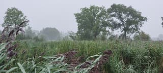 Een grijze dag sinds.........?