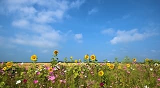 Een prachtige morgen voor een wandeling. 