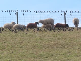 Schapen & Spreeuwen