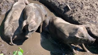 Baderen  in de modder