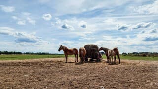 Paarden onder blauwe lucht en wolken 