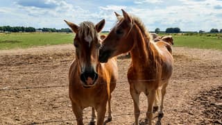 Paarden kus onder de blauwe lucht met wolken