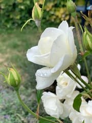 Witte roos