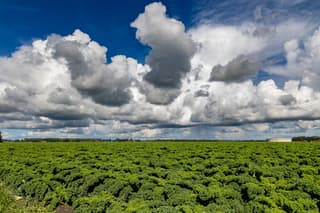 Boerenkool-lucht