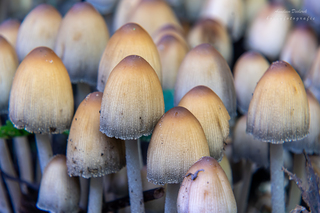 Herfst 2022