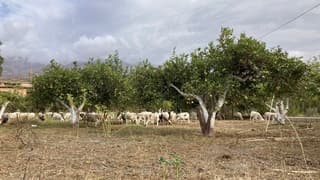 De Sierra Nevada en haar bewoners.