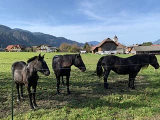 Paarden op een boerderij bij Arnoldstein.