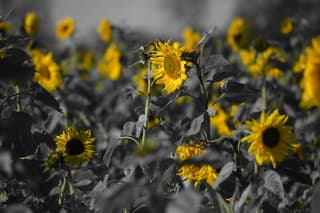 zonnebloemvelden in bloei in donderen 