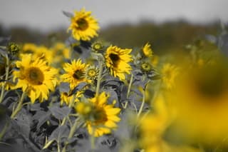 zonnebloemveld in drenthe Donderen 