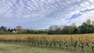 De druivenvelden van chateau La Peyraude.