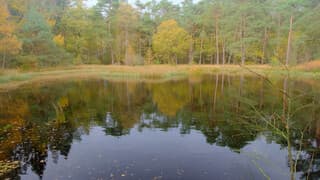 Weinig wind in dit herfstbos