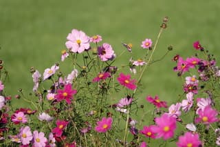 Bloemen randen in November