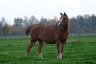 Is ze geen plaatje ?