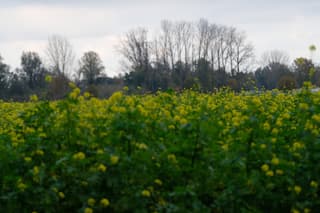 Koolzaad bloeit nog .....
