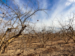 Vrij zonnig weer met sluierwolken