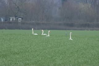 Vier ganzen in een weiland. 