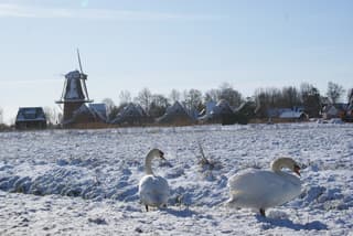 zwanen met op achtergrond het Friese Burdaard 