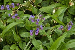 Uit de heemtuin