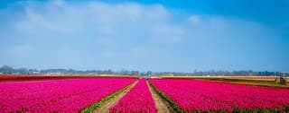 Een bloeiend welkom  in Sijbekarspel
