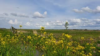 Raapzaad langs de akkers