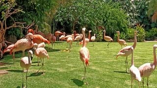  flamingo's in de zon 