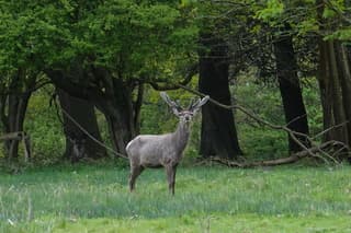 Starend naar de camera