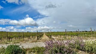 Bewolking boven wijnvelden Zuid-Frankrijk