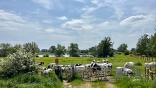 Meer koeien of meer soorten wolken? 