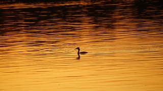 Nagenieten bij Beekse Bergen met de zonsondergang 