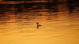 Nagenieten bij Beekse Bergen met de zonsondergang 