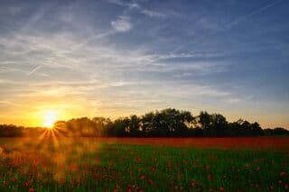 Vrij windstille zonsondergang vanavond boven korenbloemveld