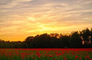Vrij windstil na zonsondergang bij dit korenbloemveld