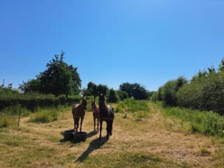 Nieuwsgierige paarden