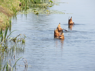 Koppie onder!