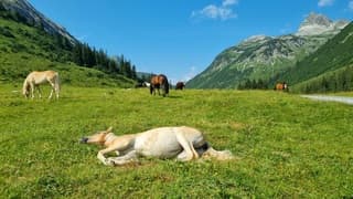 Alpen: lekker in de zon