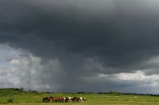 Paarden wachten de bui af