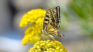 Prachtige vlinder in de bergen van Zuid-Frankrijk.