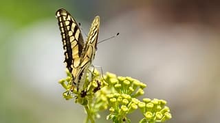 Prachtige vlinder in de bergen van Zuid-Frankrijk.