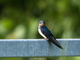 Oogcontact met deze zwaluw 