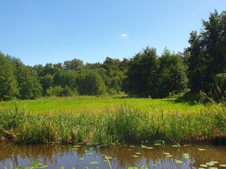  wolk