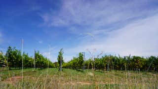 Wijnranken in de Elzas